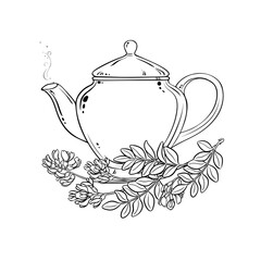 Astragalus Tea in Teapot aroma beverage Outline Illustration. Vector isolated for Design and Decoration for Cafeteria, Posters, Banners, Cards.