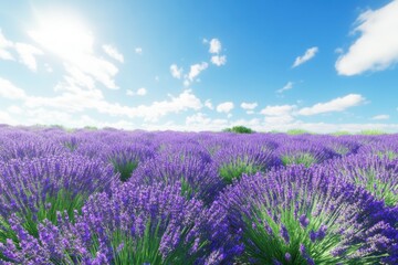 Fototapeta premium Lavender field under a bright blue sky with fluffy clouds during daytime