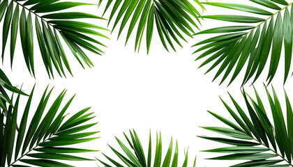 Palm fronds framing a black space, creating a natural border