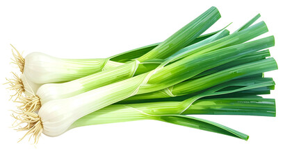 Fresh, organic leeks, their white bulbs rooted, fanning out into vibrant green leaves