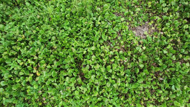 Water Hyacinth Plants Floating on the Surface of Cengklik Reservoir