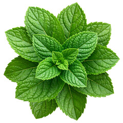 Lush, vibrant green mint leaves arranged in a circular pattern, isolated on black
