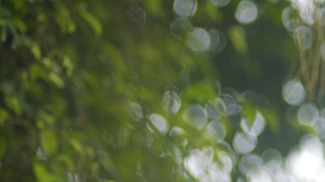 Dreamy 4K organic bokeh of sunlight shimmering through green tropical foliage.