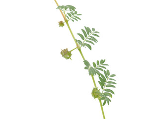 Goathead or Puncturevine plant with spiny pods isolated on white, Tribulus terrestris
