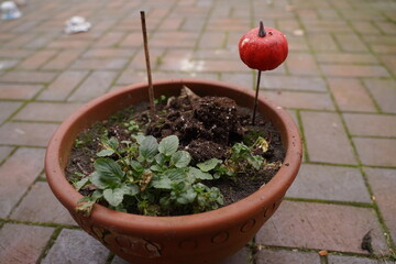 Flowerpot with soil and small green plant on a paved patio; a red apple is skewered on a stick as a marker