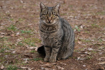 Cute Stray Cat Photo İn The Park
