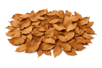 Dry autumn leaves piling creating fall season feeling