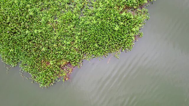 Water Hyacinth Plants Floating on the Surface of Cengklik Reservoir