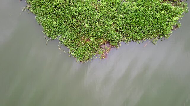 Water Hyacinth Plants Floating on the Surface of Cengklik Reservoir