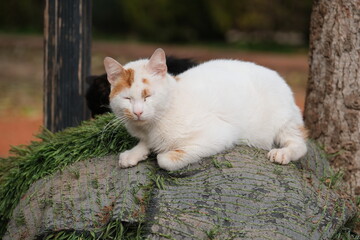 Sleeping cat, white cat sitting on stone
