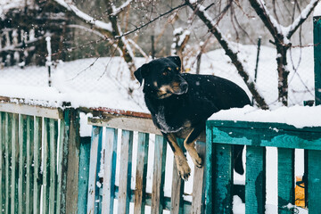 Dog Sitting on Snowy Wooden Fence