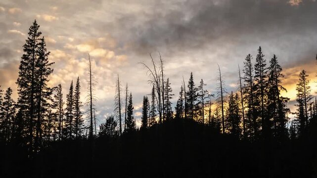 Fast glowing clouds sunset over pines timelapse 