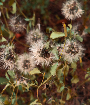 Bolivian coriander taken with a classic image theme