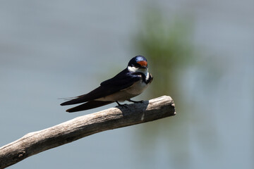 Hirondelle à gorge blanche, Hirundo albigularis, White throated Swallow © JAG IMAGES