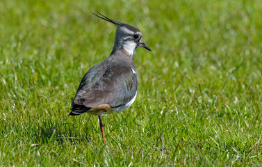 Vanneau huppé © JAG IMAGES