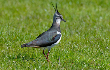Vanneau huppé © JAG IMAGES
