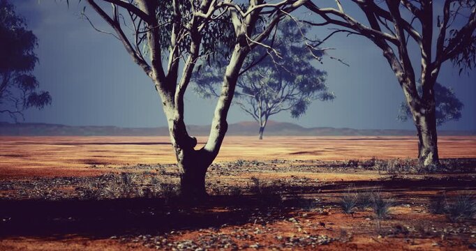 Golden light bathes the parched earth as sparse trees stand tall in a serene, open area. The contrast of colors enhances the beauty of this peaceful yet rugged terrain at dusk.
