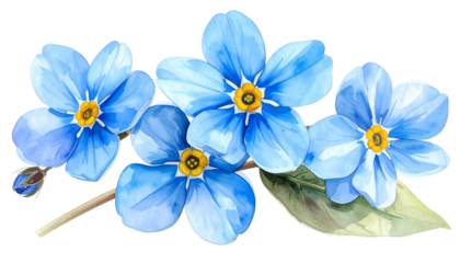 Watercolor illustration of a spray of delicate, light blue flowers with yellow centers
