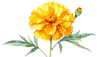 Watercolor illustration of a vibrant, open yellow-orange bloom with a bud and green foliage