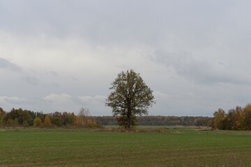 Fototapeta premium Rural landscape in the Kaliningrad region