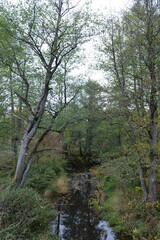 Fototapeta premium The Putilovka River in the Kaliningrad region. Russia