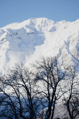Snow covered forest, Italian Alps