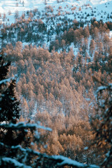 Snow covered forest, Italian Alps