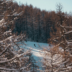 Snow covered forest, Italian Alps
