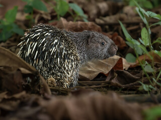The Sunda porcupine (Hystrix javanica) also called the Javan porcupine is a species of porcupine (rodent) native to Indonesia.