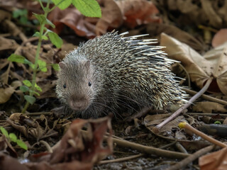 The Sunda porcupine (Hystrix javanica) also called the Javan porcupine is a species of porcupine (rodent) native to Indonesia.