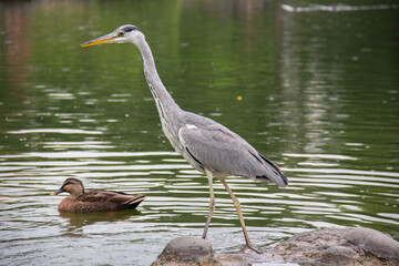Fototapeta premium 清澄庭園の池に佇むアオサギと泳ぐカルガモ 水辺に集まる野鳥の姿