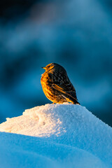 Hochlantsch Sonnenuntergang - Teichalm - Naturpark Almenland - Oststeiermark - Morgenrot - Nebelmeer - Hochnebel - Winter
