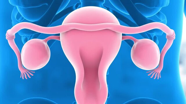 Professional medical visualization animation of male reproductive anatomy featuring uterus fallopian tubes and ovaries in pink within a translucent blue human body against a softly blurred background 