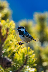 Tonion - Hochsteiermark - M&uuml;rzsteger Alpen - Mariazell - &Ouml;sterreich - Tannenmeise