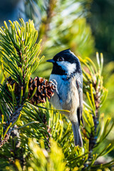 Tonion - Hochsteiermark - M&uuml;rzsteger Alpen - Mariazell - &Ouml;sterreich - Tannenmeise