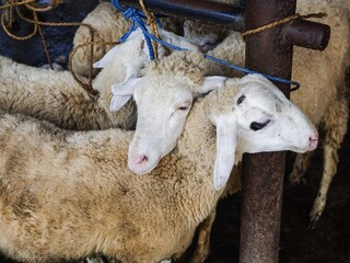 A close-up of several white sheep huddled together and tied with blue ropes to a rusty metal post. Captured at a busy outdoor agricultural market for livestock trade and sale.