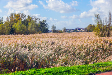 Reed swaying in the wind along the Lek River