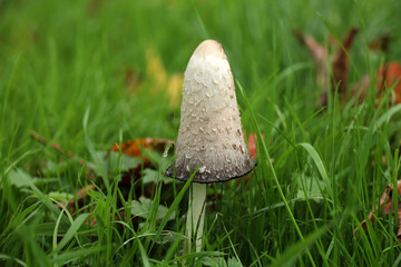 Shaggy ink cap as a wild mushroom