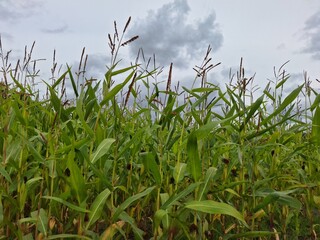 Fototapeta premium Field full of corn plants in Oldebroek