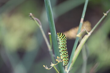 Caterpillar of the Monarch butterfly on a plant in the Veluwe
