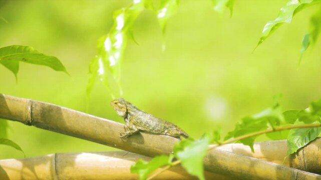 4K Cinematic close-up of a wild lizard basking on a bamboo branch in bright natural sunlight.
