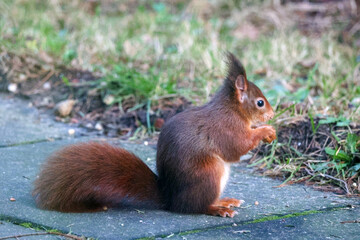 Squirrel eating a nut on the stone square in the Veluwe