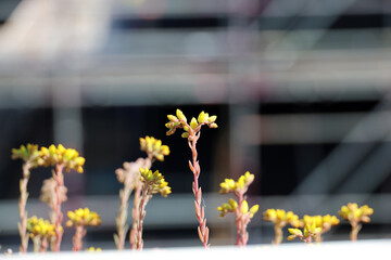 Sedum and other succulents as a form of roof insulation for new-build homes