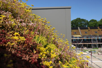 Sedum and other succulents as a form of roof insulation for new-build homes