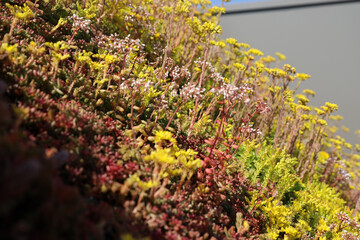 Sedum and other succulents as a form of roof insulation for new-build homes