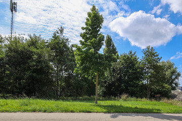 Small green area destined for development of new houses in Zevenhuizen