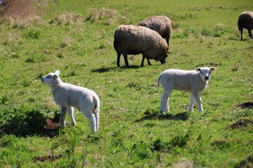 young lambs play and frolic in the meadow with their mother sheep