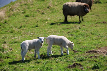 young lambs play and frolic in the meadow with their mother sheep