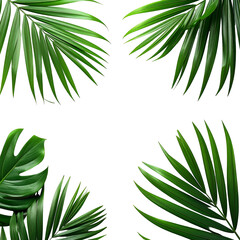 Fototapeta premium Four clusters of vibrant green tropical leaves border a black background creating a natural frame