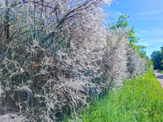 The spindle moth makes a large web in bushes.
